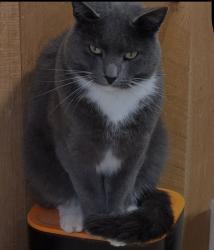Lost Male Cat last seen Outville RD , Ohio 16, Granville, OH 43023