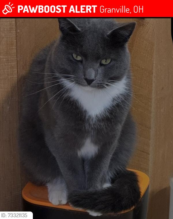 Lost Male Cat last seen Outville RD , Ohio 16, Granville, OH 43023
