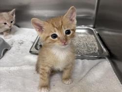 Shelter Stray Male Cat last seen Near BLOCK ACADEMY RD, 100 Caja Del Rio Rd, Santa Fe, NM 87507, USA