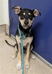 Shelter Stray Male Dog last seen Near BLOCK N CHESTER AVE, BAKERSFIELD CA 93308, 3951 Fruitvale Ave, Bakersfield, CA 93308, USA