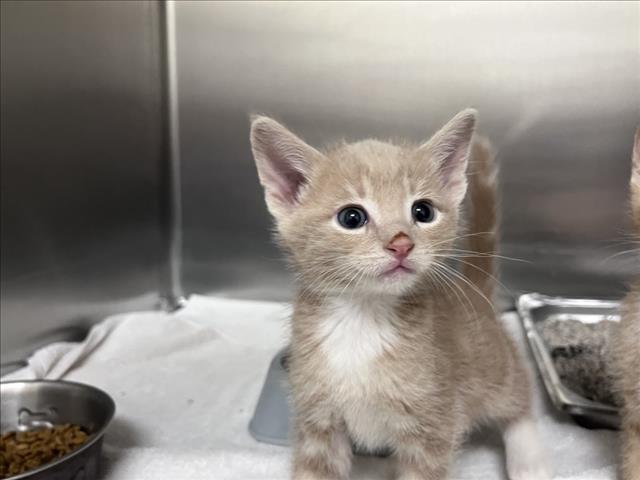 Shelter Stray Male Cat last seen Near BLOCK ACADEMY RD, 100 Caja Del Rio Rd, Santa Fe, NM 87507, USA