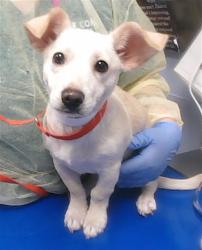 Shelter Stray Male Dog last seen Near BLOCK W FILLMORE ST, 2500 S 27th Ave, Phoenix, AZ 85009, USA