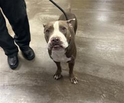 Shelter Stray Male Dog last seen N 83RD AND W THOMAS RD, 2500 S 27th Ave, Phoenix, AZ 85009, USA