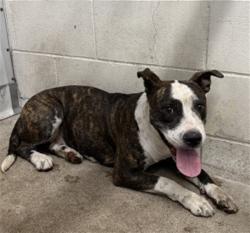 Shelter Stray Female Dog last seen VALENCIA, 333 Chandler Pl, San Bernardino, CA 92408, USA