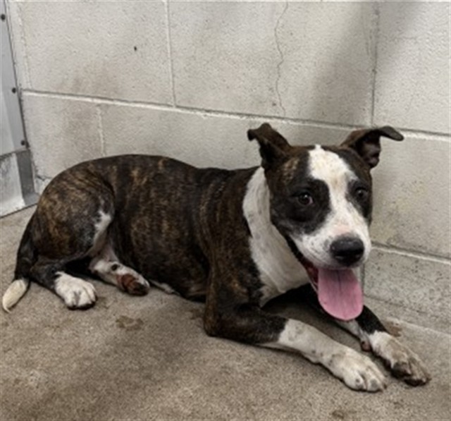 Shelter Stray Female Dog last seen VALENCIA, 333 Chandler Pl, San Bernardino, CA 92408, USA