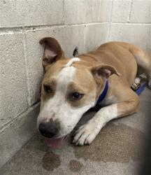 Shelter Stray Male Dog last seen VALENCIA, 333 Chandler Pl, San Bernardino, CA 92408, USA