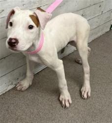 Shelter Stray Male Dog last seen 40TH AND WATERMAN, 333 Chandler Pl, San Bernardino, CA 92408, USA