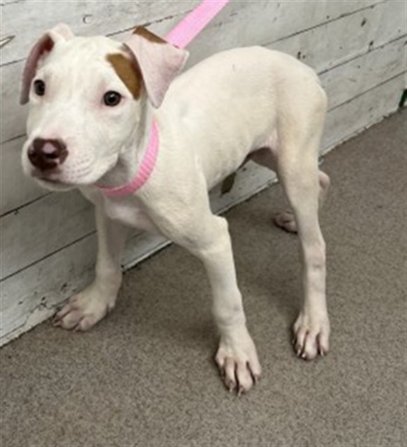 Shelter Stray Male Dog last seen 40TH AND WATERMAN, 333 Chandler Pl, San Bernardino, CA 92408, USA