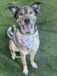 Shelter Stray Male Dog last seen , 3201 Lacy St, Los Angeles, CA 90031, USA