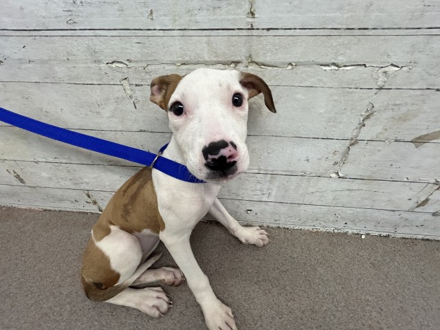 Shelter Stray Female Dog last seen 40TH AND WATERMAN, 333 Chandler Pl, San Bernardino, CA 92408, USA