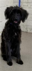 Shelter Stray Female Dog last seen , 333 Chandler Pl, San Bernardino, CA 92408, USA