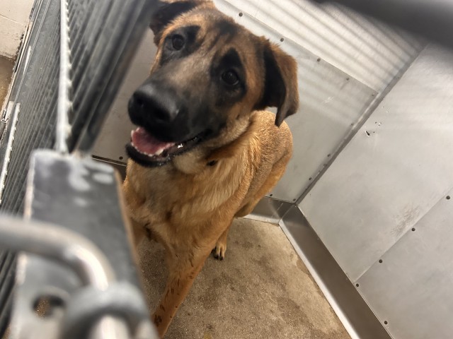 Shelter Stray Female Dog last seen EL MOLINO X EL MOLINO, 333 Chandler Pl, San Bernardino, CA 92408, USA