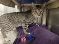 Shelter Stray Male Cat last seen AVALON PARL BLVD, EUSTIS, 12280 County Rd 448, Tavares, FL 32778, USA