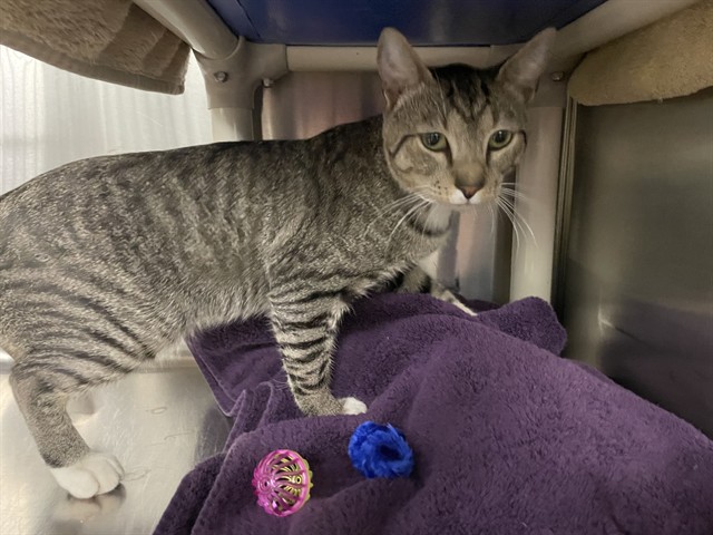 Shelter Stray Male Cat last seen AVALON PARL BLVD, EUSTIS, 12280 County Rd 448, Tavares, FL 32778, USA