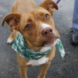 Shelter Stray Female Dog last seen Near BLOCK BAILEY, 4710 TX-151, San Antonio, TX 78227, USA