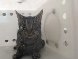 Shelter Stray Female Cat last seen Near BLOCK CONCORD DR, FAYETTEVILLE NC 28311, 4704 Corporation Dr, Fayetteville, NC 28306, USA