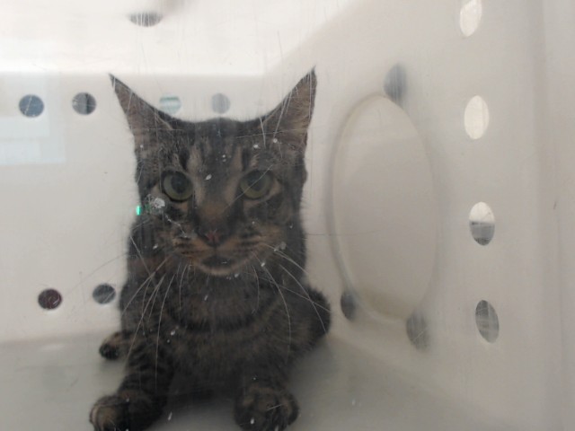 Shelter Stray Female Cat last seen Near BLOCK CONCORD DR, FAYETTEVILLE NC 28311, 4704 Corporation Dr, Fayetteville, NC 28306, USA