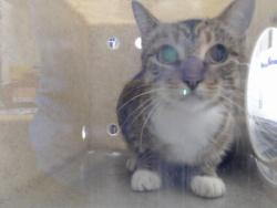 Shelter Stray Female Cat last seen Near BLOCK BROADELL DR, FAYETTEVILLE NC 28301, 4704 Corporation Dr, Fayetteville, NC 28306, USA