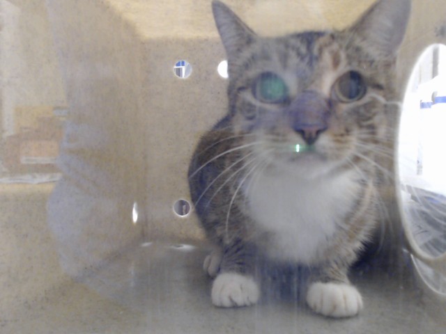 Shelter Stray Female Cat last seen Near BLOCK BROADELL DR, FAYETTEVILLE NC 28301, 4704 Corporation Dr, Fayetteville, NC 28306, USA