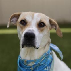 Shelter Stray Female Dog last seen Near BLOCK HEDGES, 4710 TX-151, San Antonio, TX 78227, USA