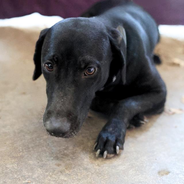 Shelter Stray Female Dog last seen OLD CORPUS CRSITI RD, 4710 TX-151, San Antonio, TX 78227, USA