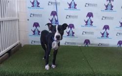 Shelter Stray Male Dog last seen , 2769 Conroy Rd, Orlando, FL 32839, USA