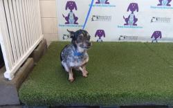 Shelter Stray Male Dog last seen , 2769 Conroy Rd, Orlando, FL 32839, USA