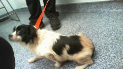 Shelter Stray Female Dog last seen CHARLOTTE, 8315 Byrum Dr, Charlotte, NC 28217, USA