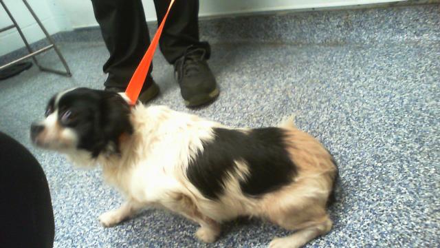 Shelter Stray Female Dog last seen CHARLOTTE, 8315 Byrum Dr, Charlotte, NC 28217, USA