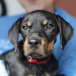 Shelter Stray Male Dog last seen BOLMORE, 4710 TX-151, San Antonio, TX 78227, USA