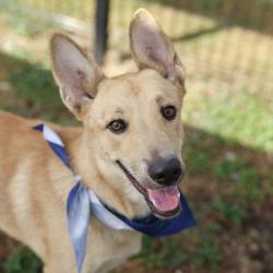 Shelter Stray Male Dog last seen Near BLOCK SIXMILE, 4710 TX-151, San Antonio, TX 78227, USA