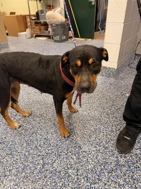 Shelter Stray Female Dog last seen JEFFERSON ST AND VARNER RD NEAR SUNCITY BLVD, 72050 Pet Land Pl, Thousand Palms, CA 92276, USA