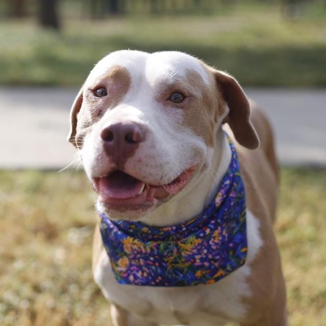 Shelter Stray Male Dog last seen LONE OAK, 4710 TX-151, San Antonio, TX 78227, USA