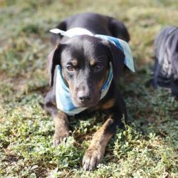 Shelter Stray Male Dog last seen LONE OAK, 4710 TX-151, San Antonio, TX 78227, USA
