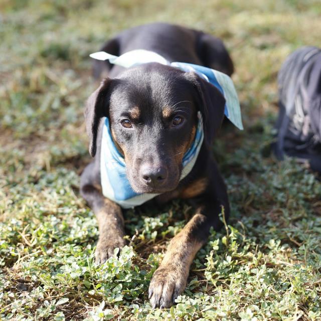 Shelter Stray Male Dog last seen LONE OAK, 4710 TX-151, San Antonio, TX 78227, USA