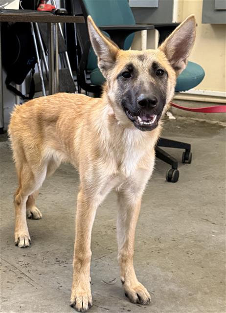 Shelter Stray Female Dog last seen , 600 Aviation Dr, Camarillo, CA 93010, USA