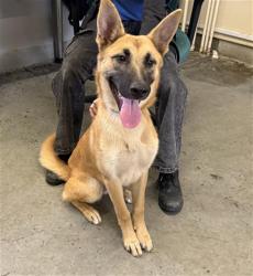 Shelter Stray Female Dog last seen , 600 Aviation Dr, Camarillo, CA 93010, USA