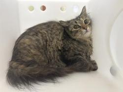 Shelter Stray Unknown Cat last seen Near BLOCK N 90TH ST, 3839 W Burnham St, West Milwaukee, WI 53215, USA