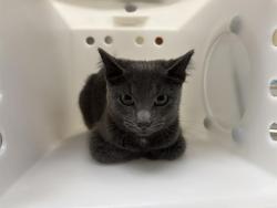 Shelter Stray Female Cat last seen Near BLOCK N 68TH ST, 3839 W Burnham St, West Milwaukee, WI 53215, USA