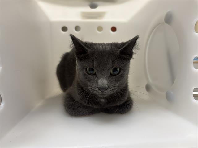 Shelter Stray Female Cat last seen Near BLOCK N 68TH ST, 3839 W Burnham St, West Milwaukee, WI 53215, USA