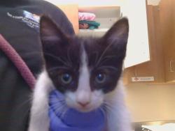 Shelter Stray Female Cat last seen SADDLEBROOK CT/VISUULA CT, 95828, 3839 Bradshaw Rd, Sacramento, CA 95827, USA