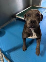 Shelter Stray Female Dog last seen Near BLK CHESTER AV BAKERSFIELD,CA, 201 S Mt Vernon Ave, Bakersfield, CA 93307, USA