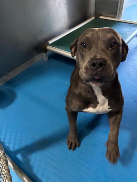 Shelter Stray Female Dog last seen Near BLK CHESTER AV BAKERSFIELD,CA, 201 S Mt Vernon Ave, Bakersfield, CA 93307, USA