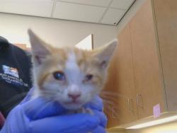 Shelter Stray Male Cat last seen SADDLEBROOK CT/VISUULA CT, 95828, 3839 Bradshaw Rd, Sacramento, CA 95827, USA