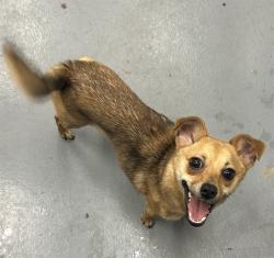 Shelter Stray Female Dog last seen RAL ON ILLINOIS, 2600 NE Perry Ave, Peoria, IL 61603, USA