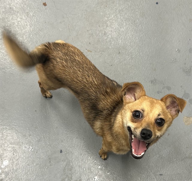 Shelter Stray Female Dog last seen RAL ON ILLINOIS, 2600 NE Perry Ave, Peoria, IL 61603, USA