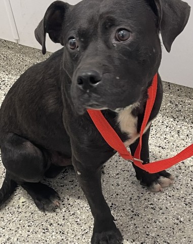 Shelter Stray Male Dog last seen Near BLOCK FILBERT ST, DETROIT MI 48205, 7401 Chrysler Dr, Detroit, MI 48211, USA
