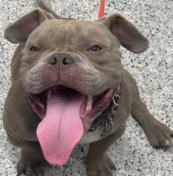 Shelter Stray Male Dog last seen Near BLOCK WHITCOMB ST, DETROIT MI 48228, 7401 Chrysler Dr, Detroit, MI 48211, USA