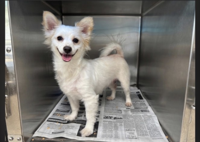 Shelter Stray Female Dog last seen , 957 N Gaffey St, San Pedro, CA 90731, USA
