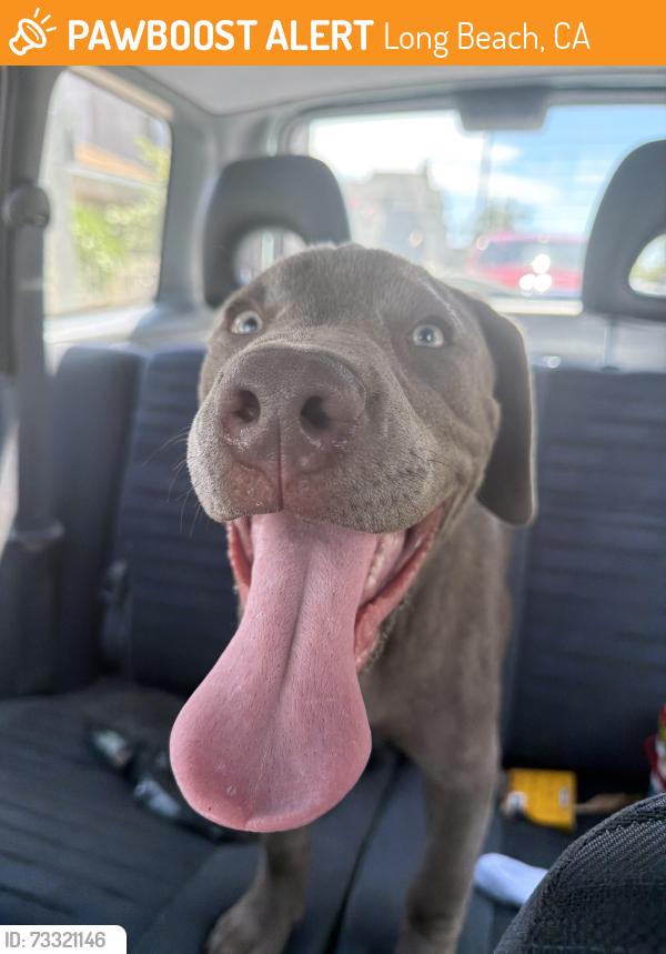 Found/Stray Male Dog last seen 7th and cherry long beach, Long Beach, CA 90813